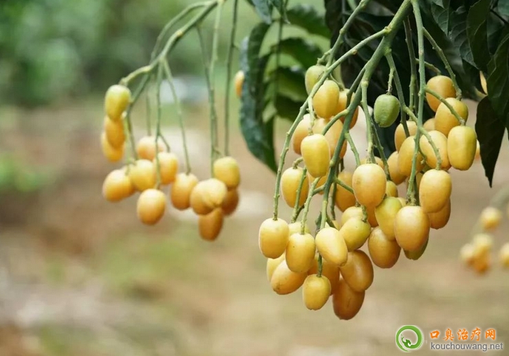 口臭可以吃黃皮果 口臭可以吃黃皮果