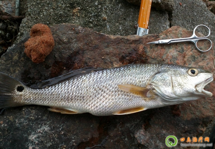 口臭可以吃狗母魚 口臭可以吃狗母魚